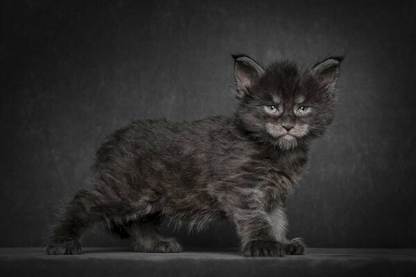 A formidable and cute Maine Coon kitten, black color