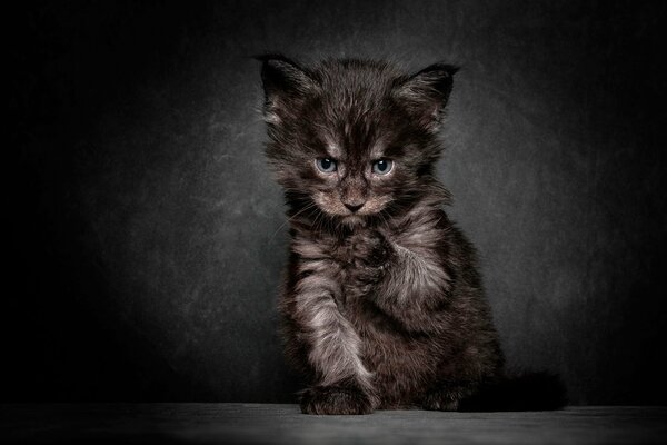 Chaton moelleux sombre sur fond noir