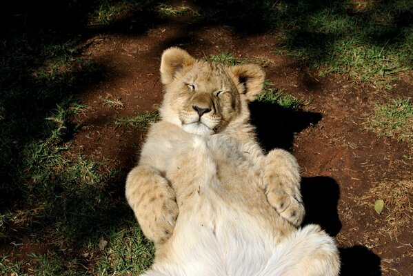 The lion cub is resting in the sun