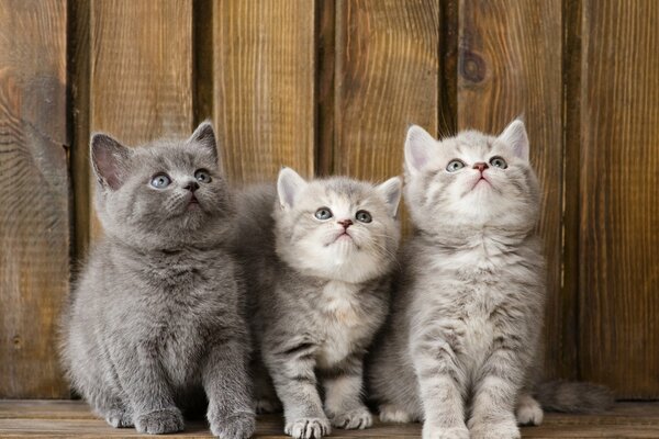 Lovely grey kittens