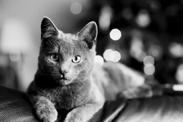 La mirada de un gato que descansa en el CHB