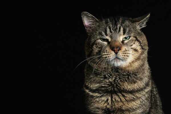 Mirada reflexiva de un gato adulto