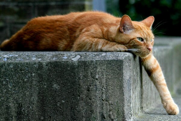 Gatto rosso si trova con la zampa tesa