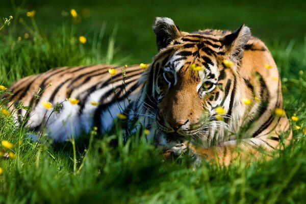 Grand tigre se trouve dans l herbe avec des fleurs