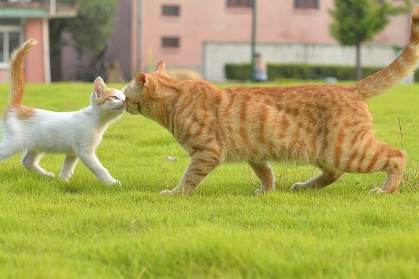 Incontro nell erba di adorabili gatti