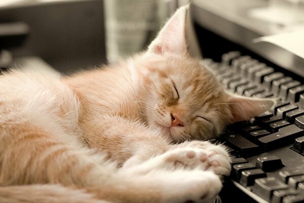 The ginger cat is lying on the keyboard