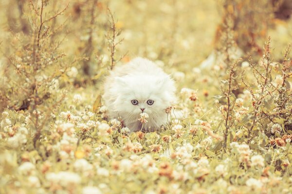 Gatito peludo blanco en trébol