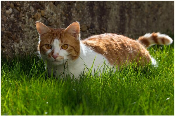 Czerwony kot w zielonej trawie