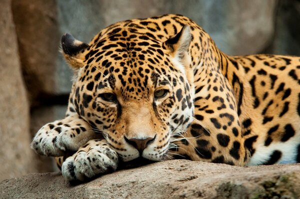 Tired jaguar resting after hunting