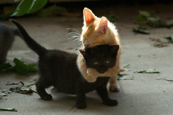 Dos gatitos jugando, negro y rojo