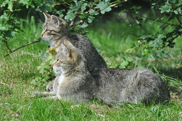 Un paio di gatti si nascondono in un ramoscello