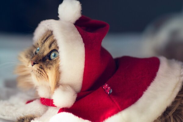 A festive cat on the background of a torode