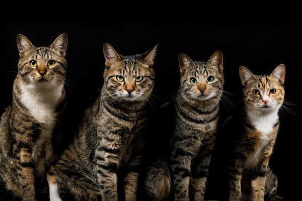 Gestreifte Katzen auf schwarzem Hintergrund