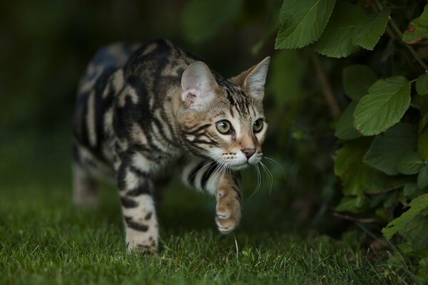 Chat du Bengale chasse un buisson dans l herbe