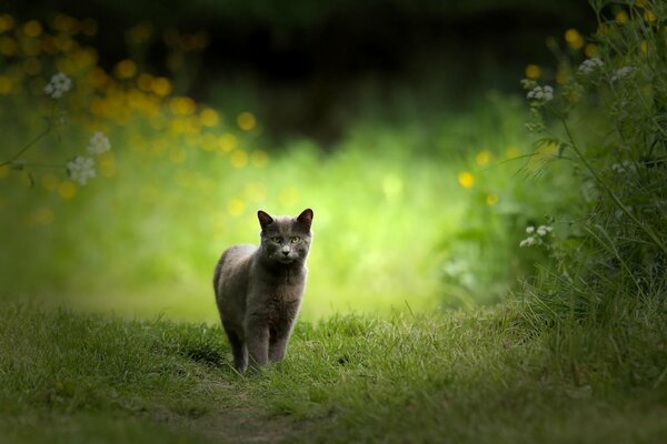 Graue Katze in der Natur