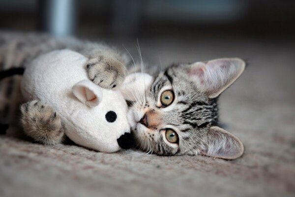 Chaton câlins avec jouet préféré