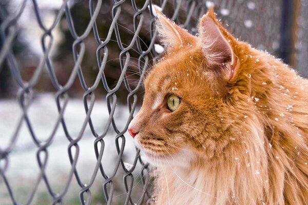 Red-haired Maine coon near the fence in the snow