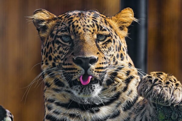 El leopardo muestra la lengua y agita la pata