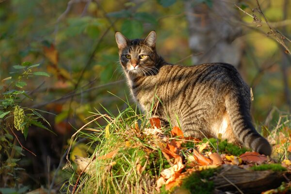 Striped cat walks in the autumn forest