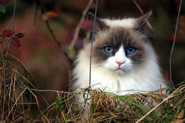 The cat is looking over the fence