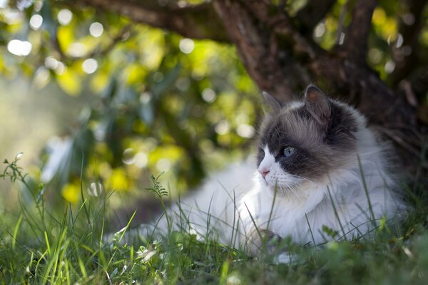 Gato peludo en verano bajo un árbol