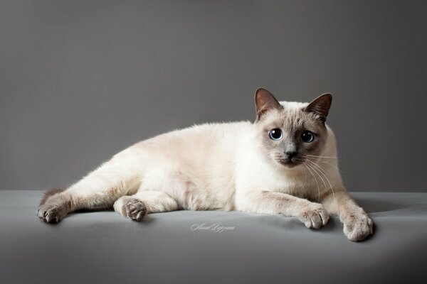 Gato tailandés con ojos azules sobre fondo gris