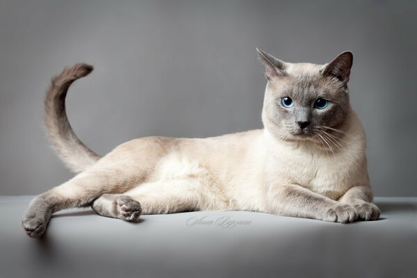 Thai cat with blue eyes