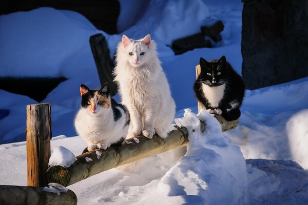 Three cats are sitting on a log on a snowy morning