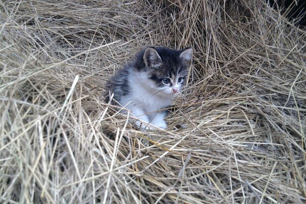 The little kitten ended up with hay