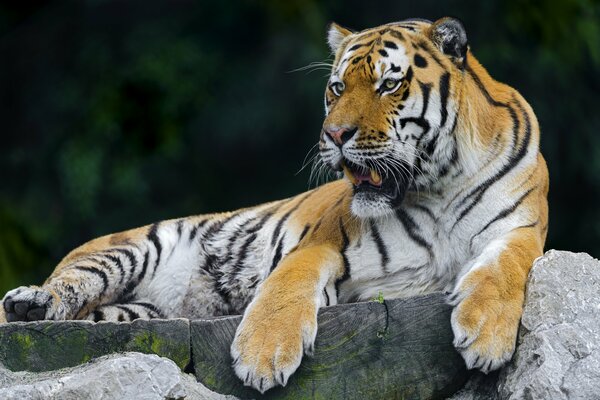 Repos Royal du tigre prédateur