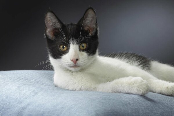 Wunderschöne Schwarz-Weiß-verspielte Kätzchen-Pose