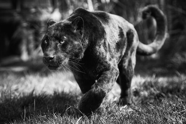 A panther with a serious look is hunting someone