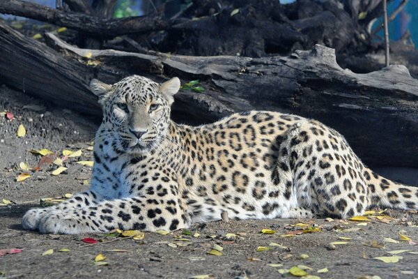 Persian leopard with a predator s gaze