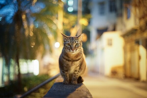 El gato en las luces de la ciudad de la noche