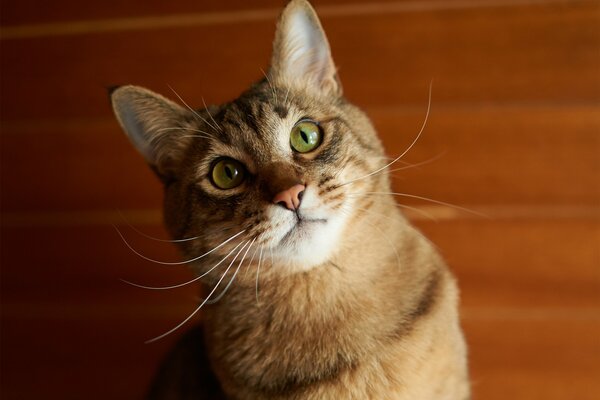 Chat roux aux yeux verts avec une moustache frisée