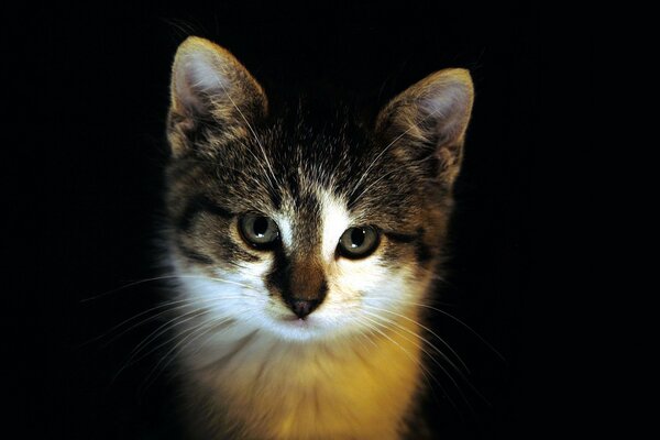 Spotted kitten on a dark background