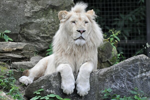 Photo of a white lion sitting on a stone