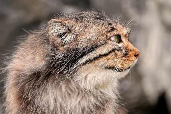 Faccia di gatto arrabbiato