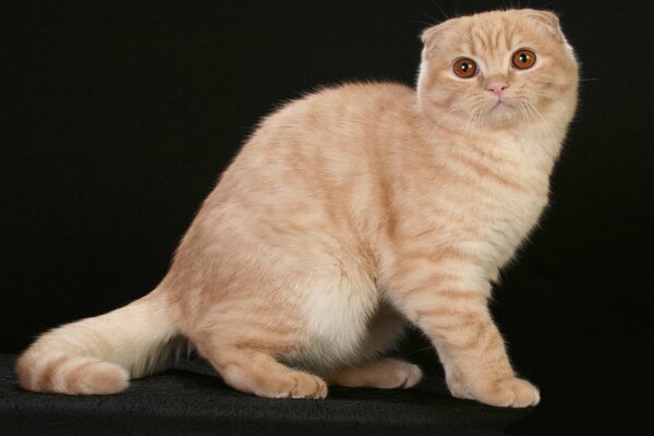 Beautiful Scottish cat with brown eyes