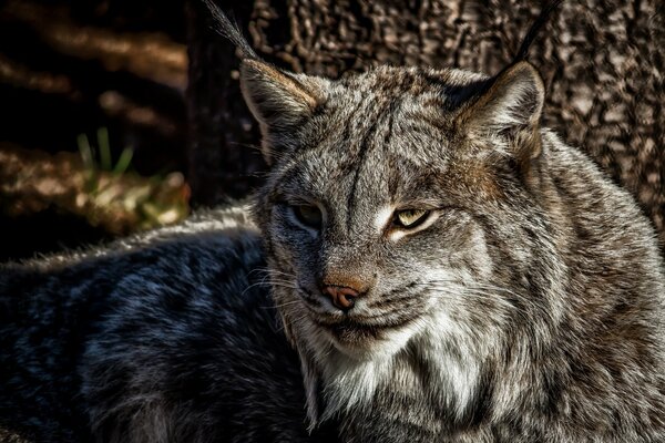 Gatto predatore-Lince a caccia