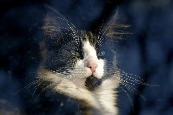 A beautiful cat in the window