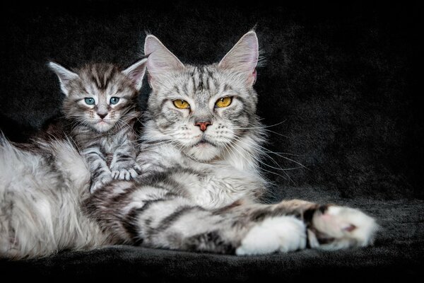 Mama Katze mit Kätzchen auf schwarzem Hintergrund