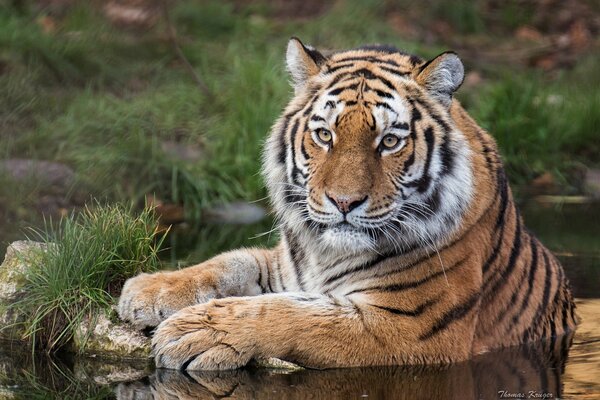 The gaze of a wildcat