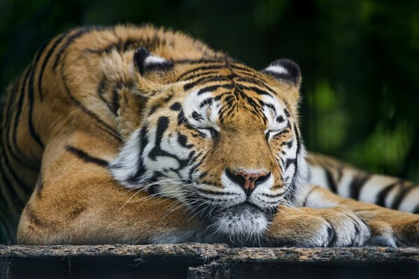 La tigre dell Amur dorme come un gatto