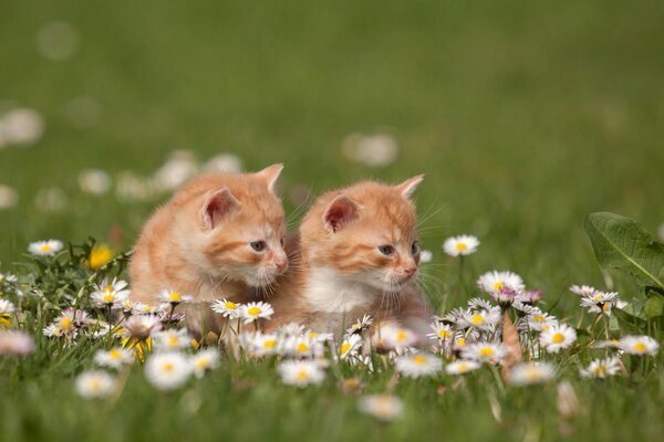 Two red kittens in a field with daisies