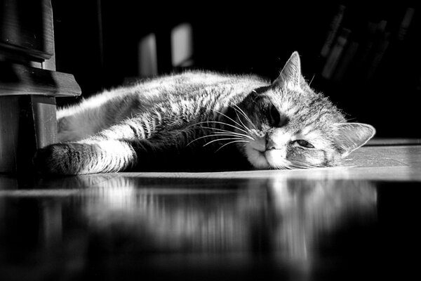 The tired cat is lying on the floor. Black and white photo of a cat