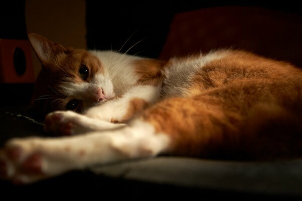 A two-tone cat lies on a dark background with paws forward