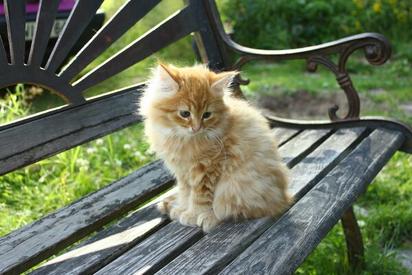 Kleine rothaarige Katze sitzt auf einer Bank