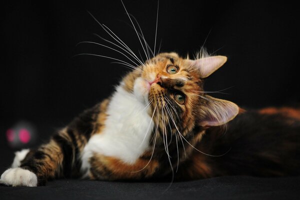 A cat with a beautiful mustache looks interested