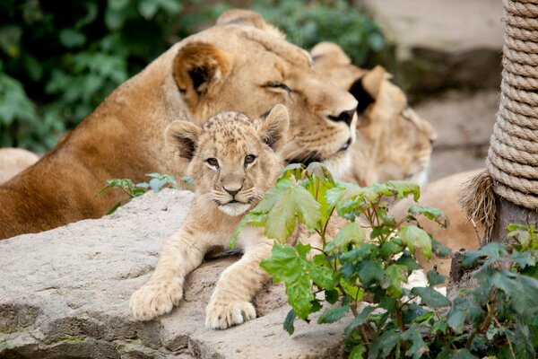 Los leones descansan sobre la piedra